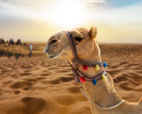 Camel ride in the sunny desert at sunset with a smiling camel head