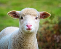 Close up portrait of a young lamb outdoors
